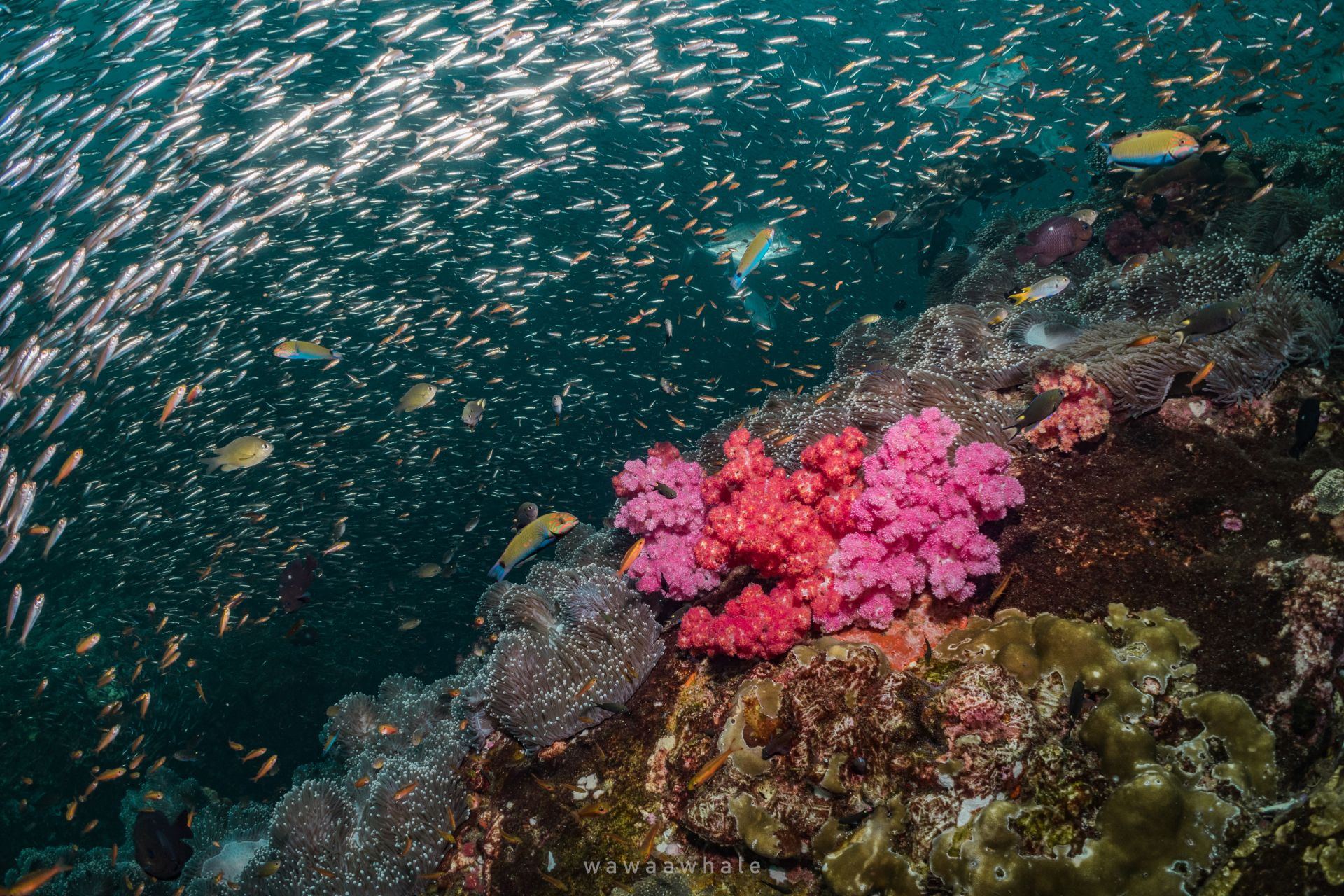 Schooling fish and soft coral reef off Khao Lak