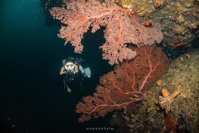 Beacon Reef (Similan Island 8)