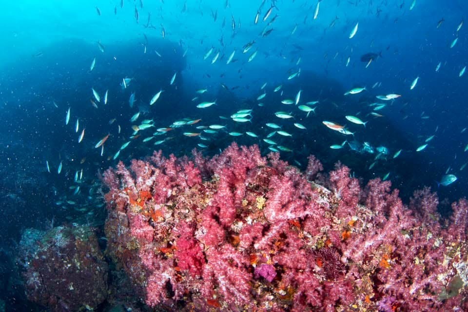 Breakfast Bend (Similan Island 9)