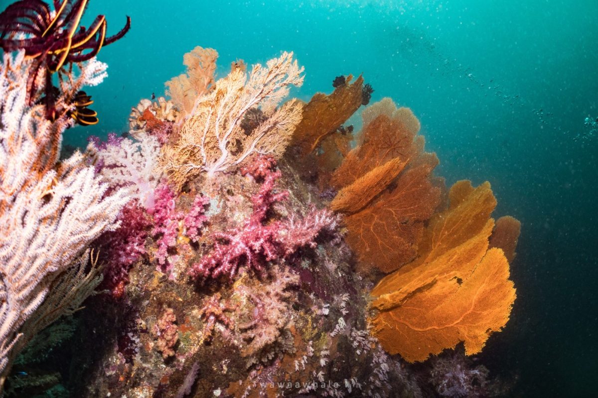 West of Eden (Similan Island 7)