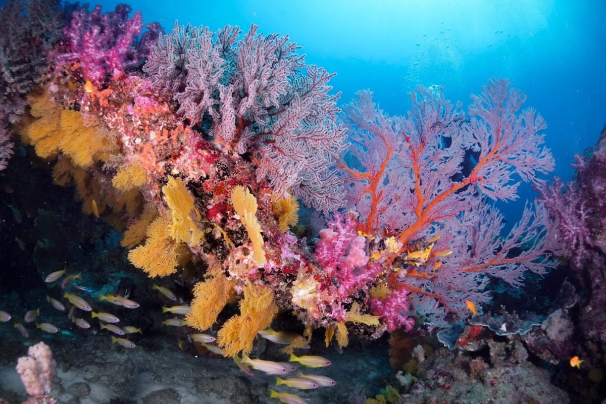 Deep Six (Similan Island 7)