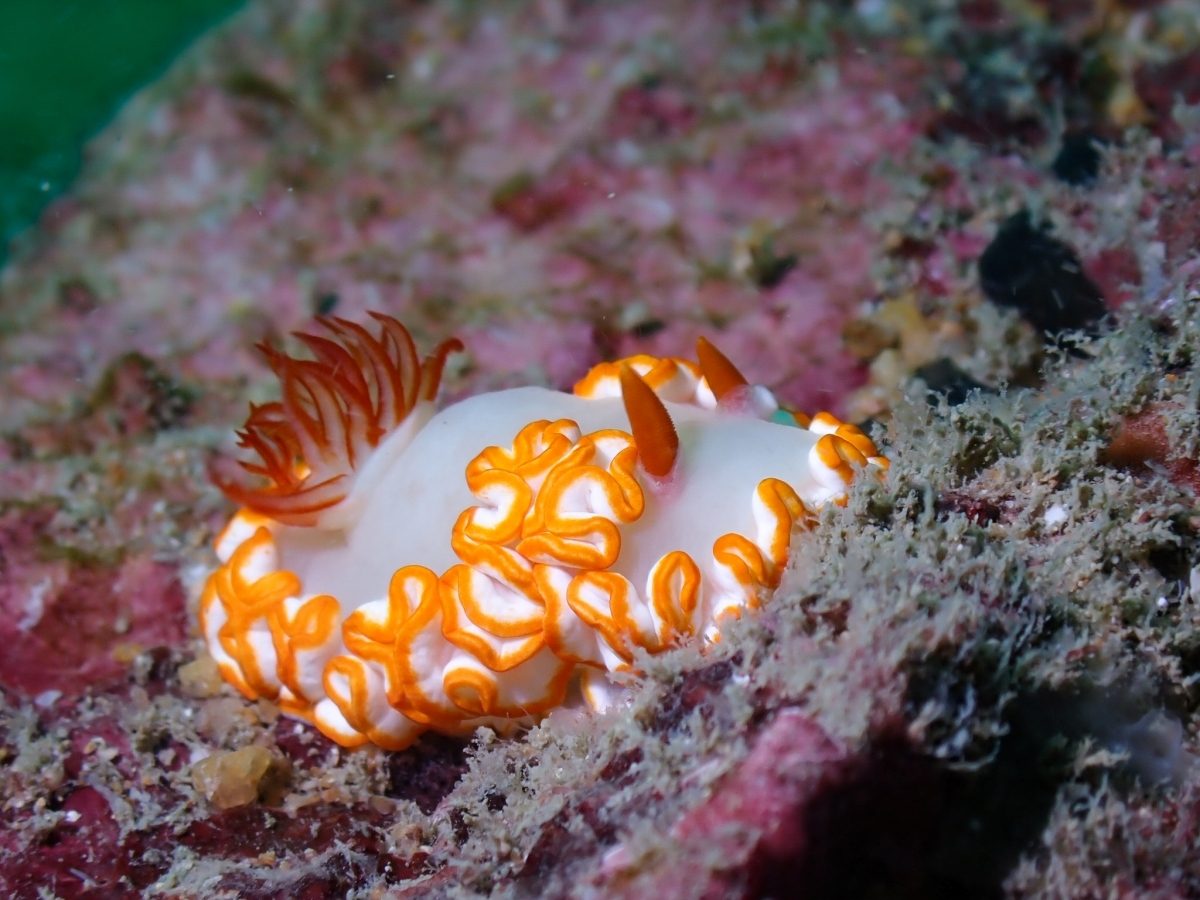 Numchai Bay (Similan Island 9)