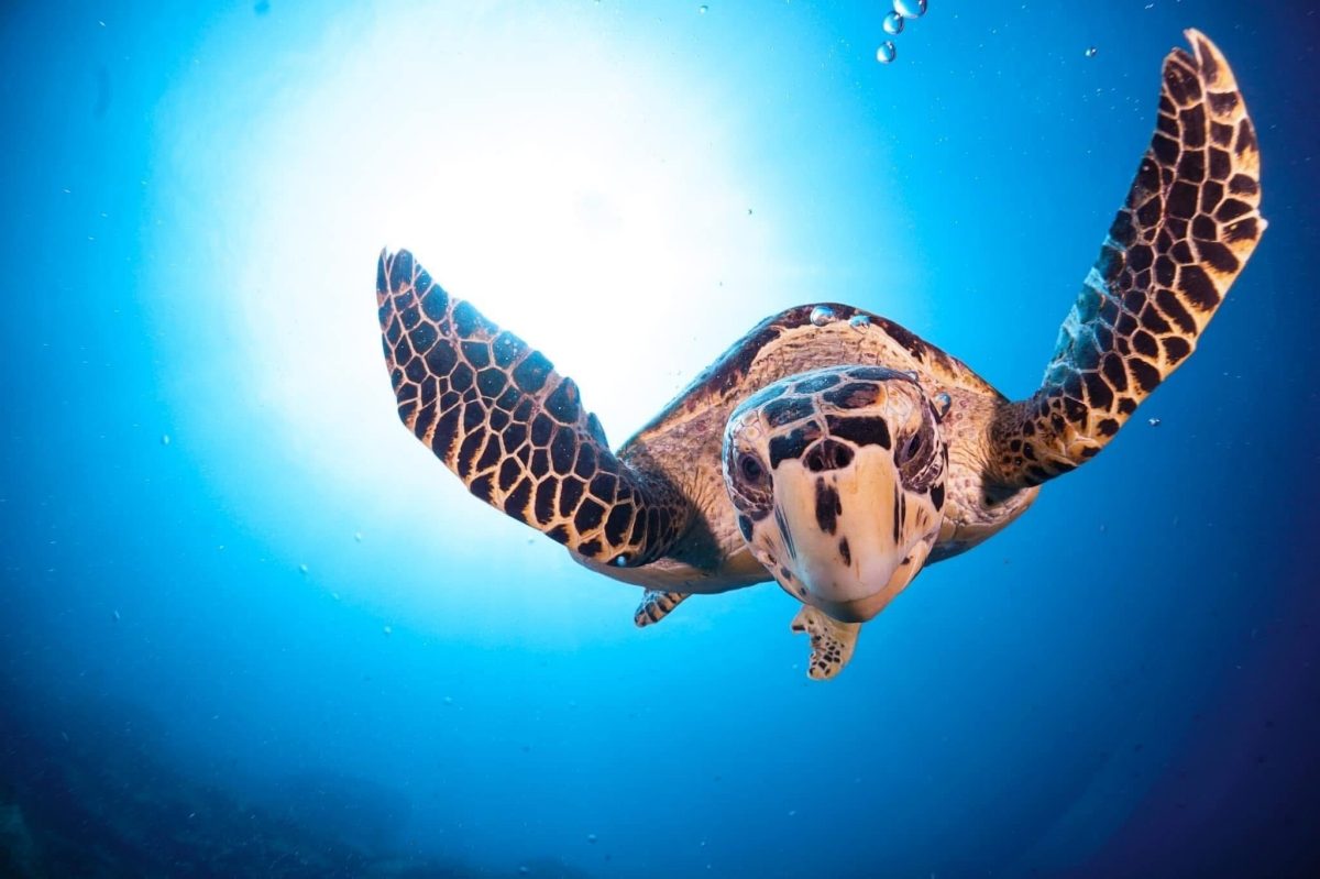 Snapper Alley (Similan Island 9)