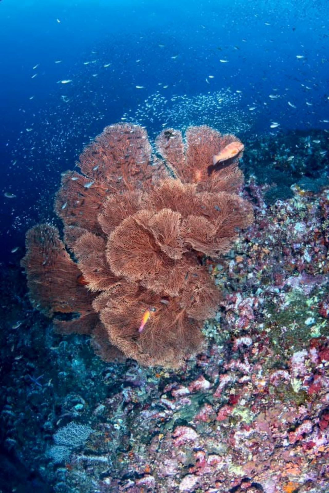 Three Trees (Similan Island 9)