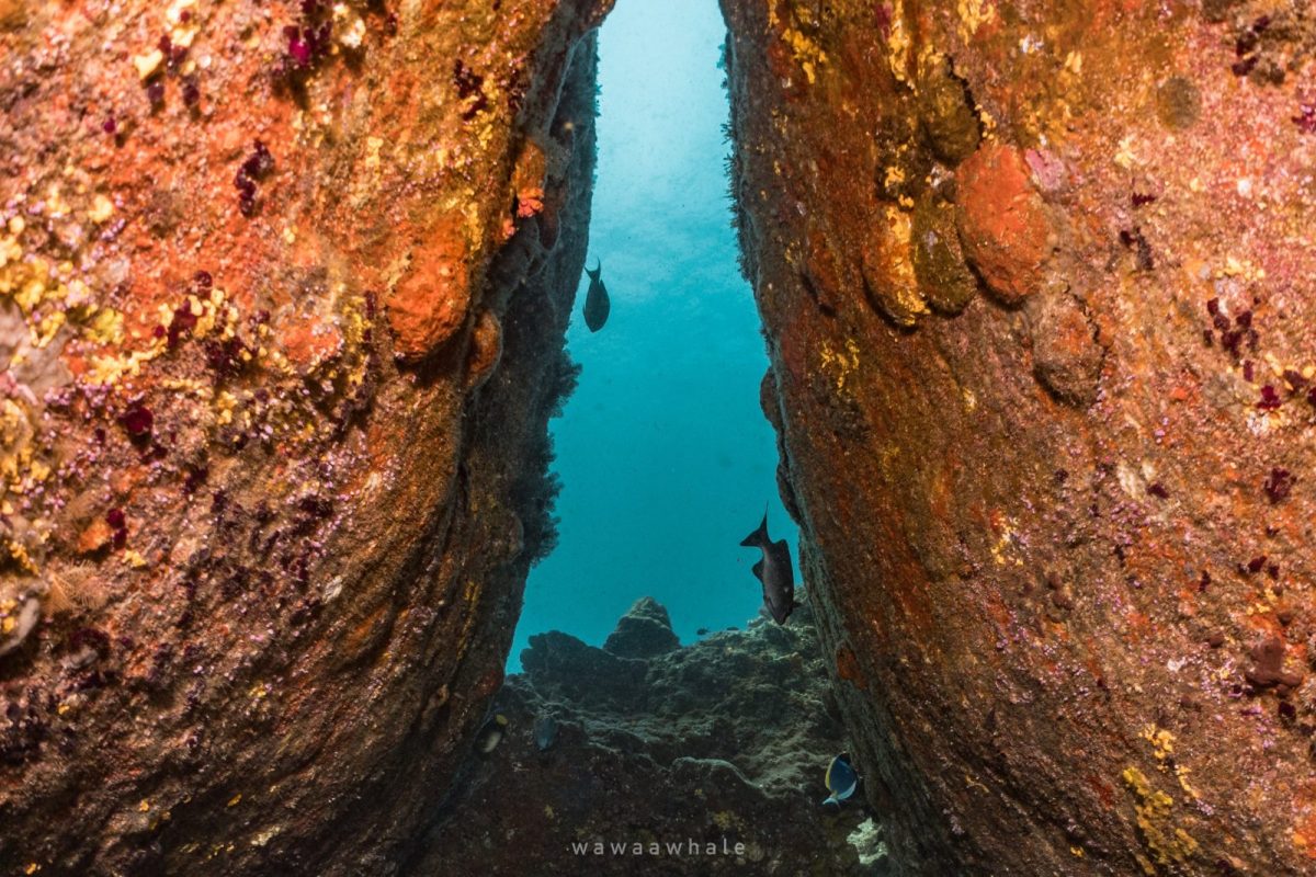 North Point (Similan Island 9)