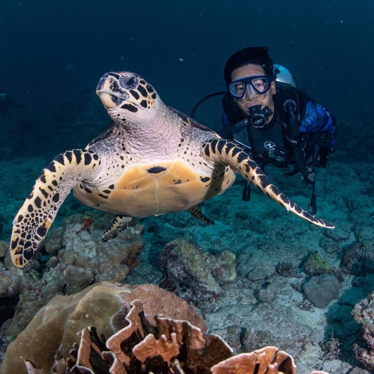 Tachai Reef (Koh Tachai)