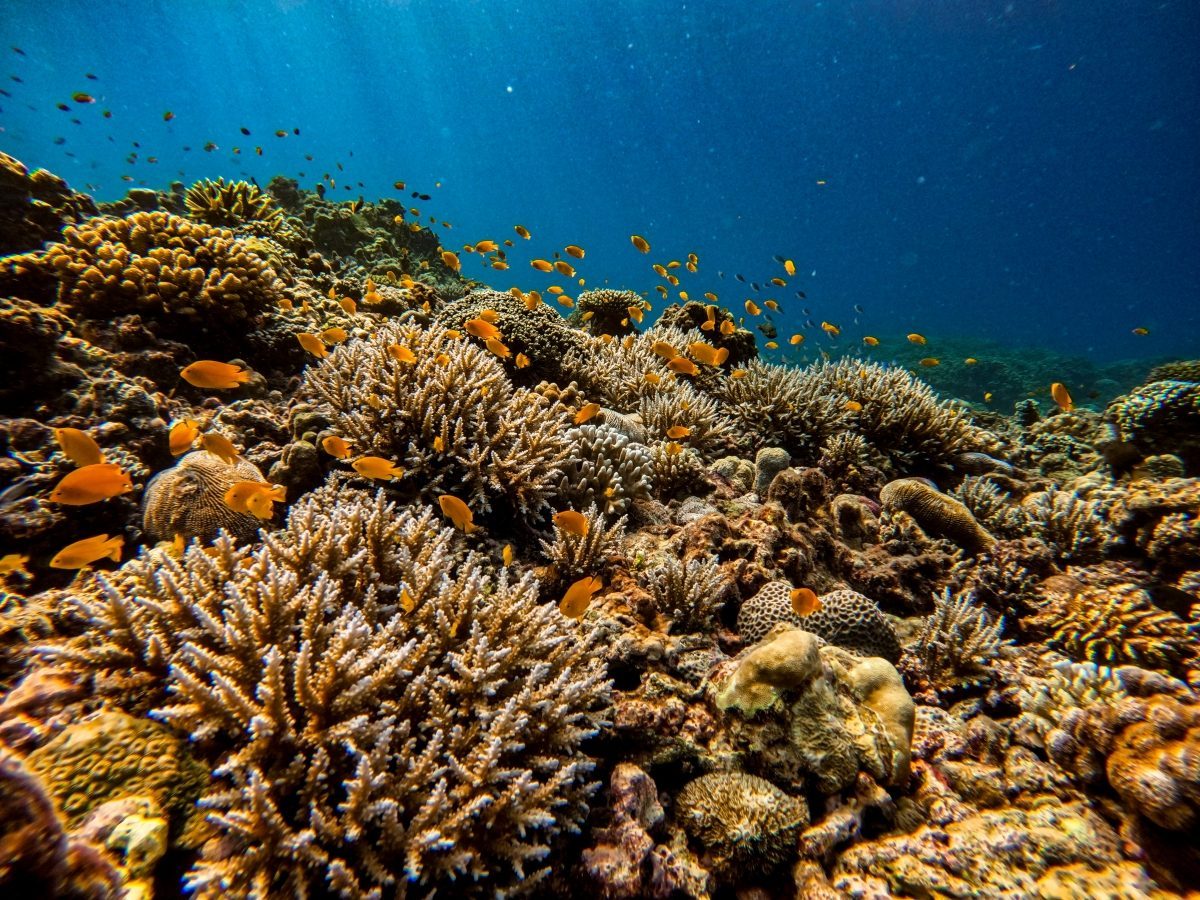 Scooter Bay (Koh Tachai)
